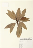 藏品(長葉木薑子)的圖片